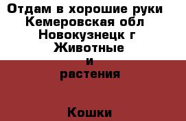 Отдам в хорошие руки - Кемеровская обл., Новокузнецк г. Животные и растения » Кошки   . Кемеровская обл.,Новокузнецк г.